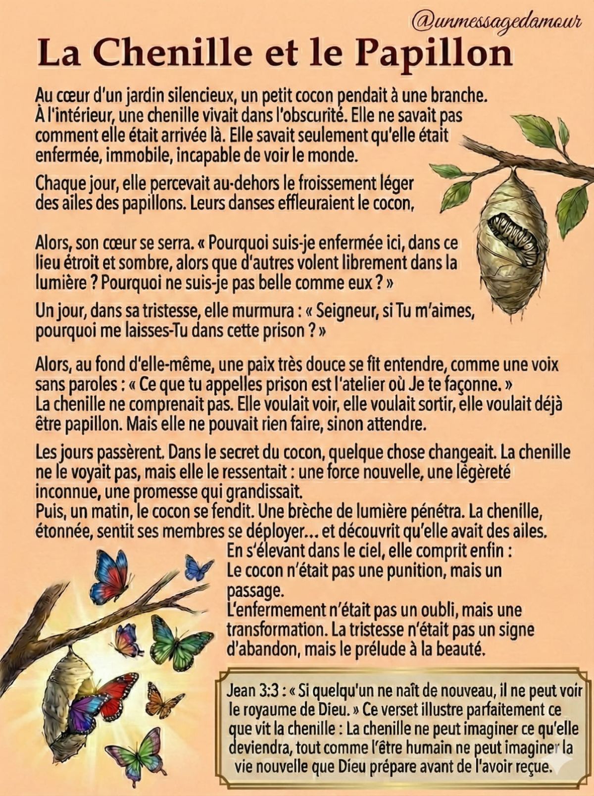La chenille et le papillon !