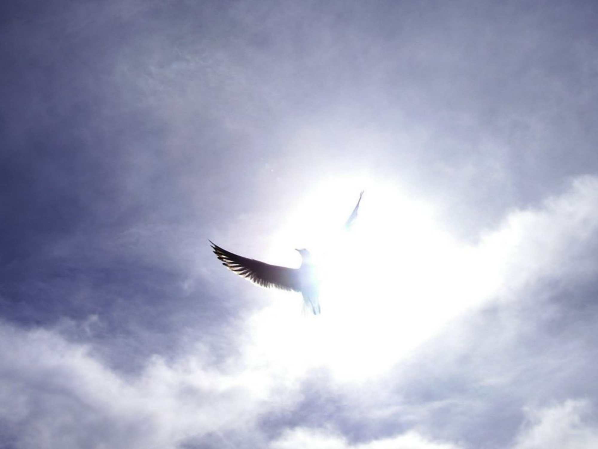 Полетим на свет. Птицы в небе. Ангел в небе. Крылья в полете. Крылья в небе.